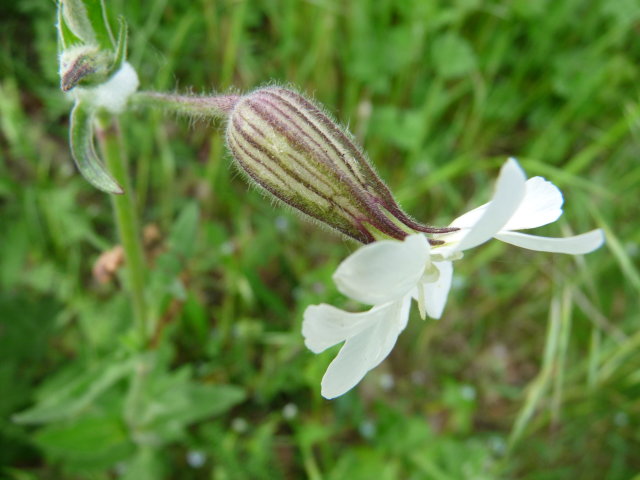 Compagnon blanc -  Silene latifolia