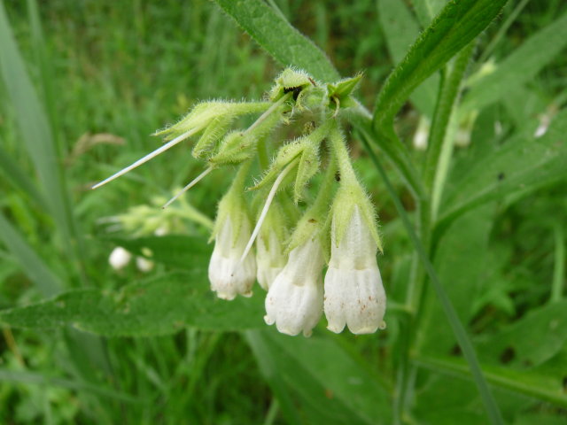 Consoude officinale - Symphytum officinale