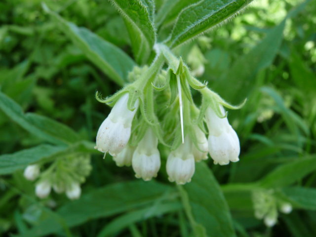 Consoude - Symphytum officinale