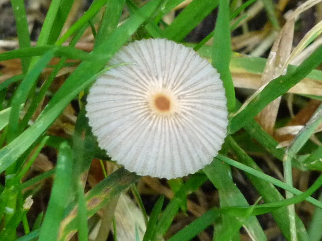 Coprin à poils jaunes -  Coprinus auricomus