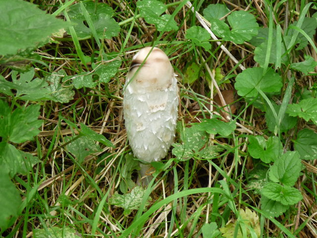 Coprin chevelu - Coprinus comatus