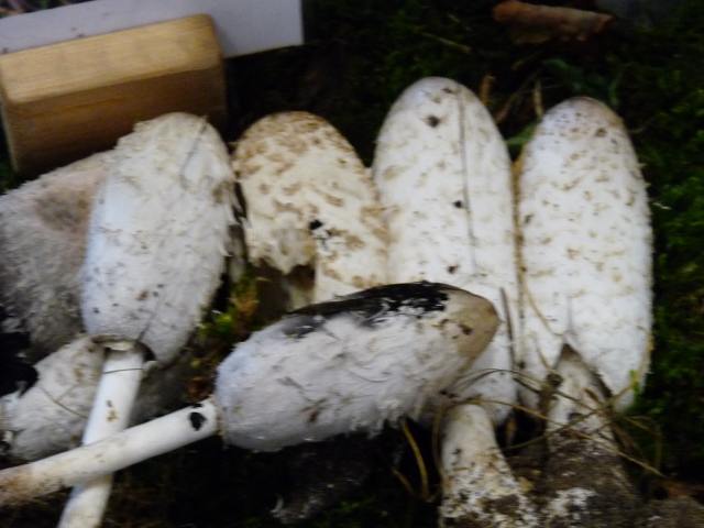 Coprin chevelu - Coprinus comatus (2)