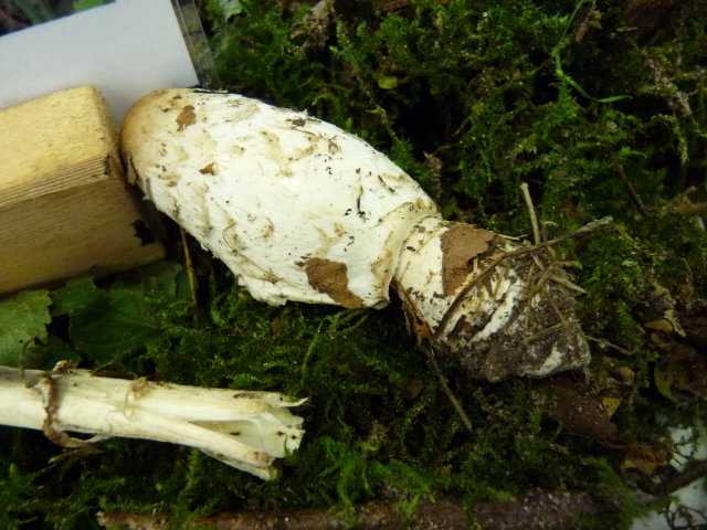 Coprin chevelu - Coprinus comatus