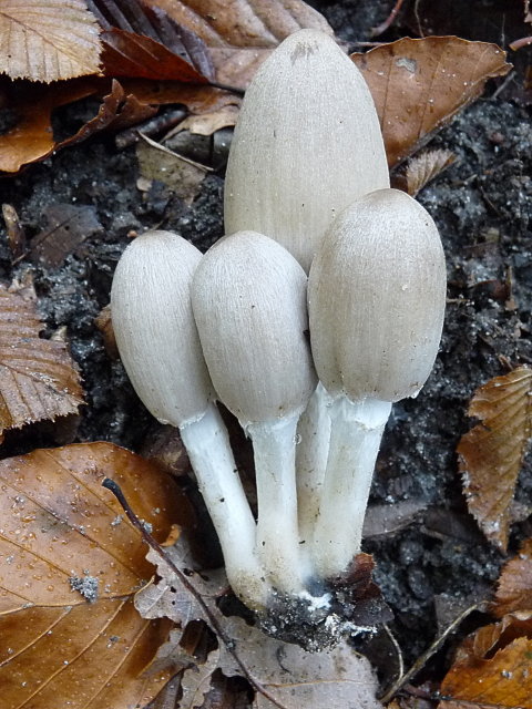 Coprin de Romagnési - Coprinopsis romagnesiana