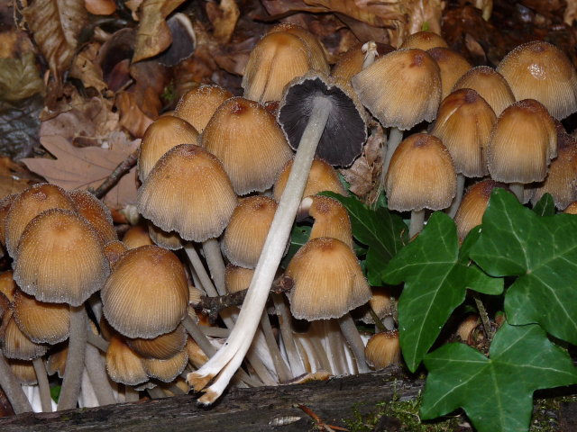 Coprin micacé - Coprinellus micaceus