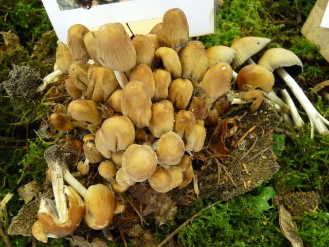 Coprin micacé - Coprinus micaceus