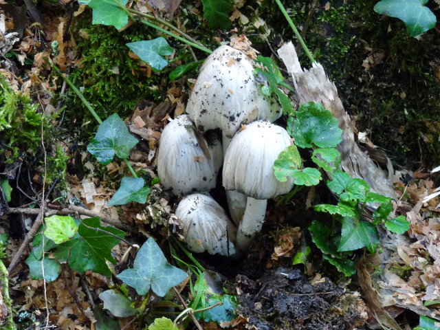 Coprin noir d'encre - Coprinus atramantarius (2)