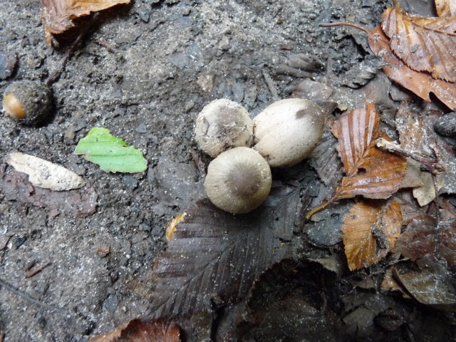 Coprin noir d'encre - Coprinus atramantarius