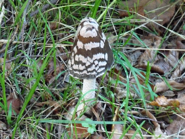 Coprin pie - Coprinus picaceus