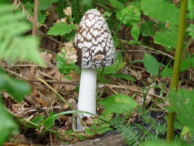 Coprin pie - Coprinus picaceus (2)