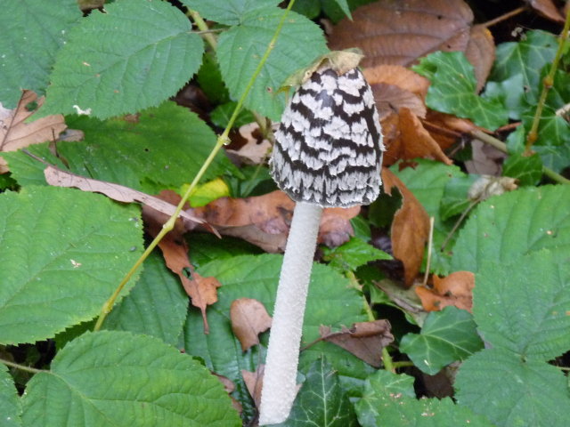 Coprin pie - Coprinus picaceus (3)