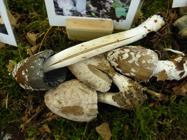 Coprin pie - Coprinus picaceus