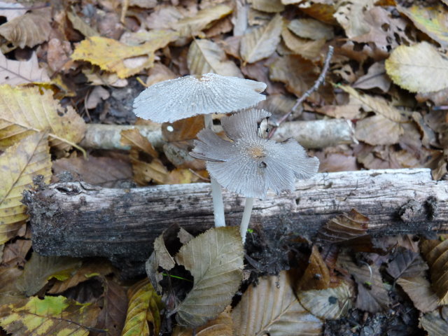 Coprin plissé - coprinus plicatilis