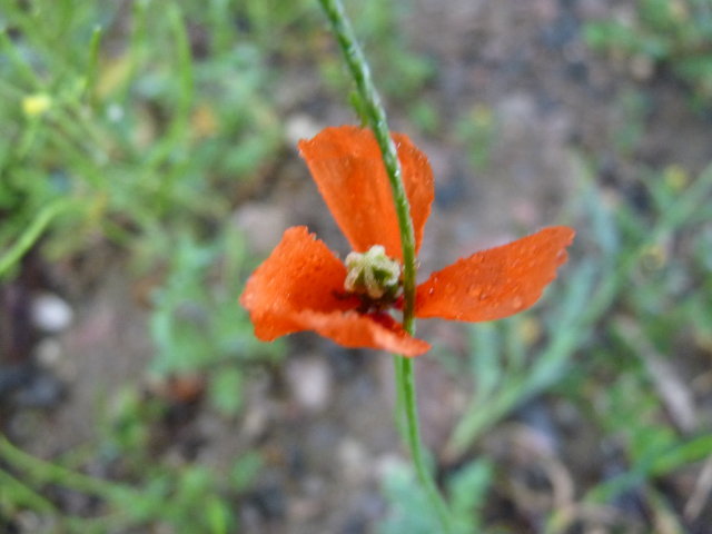 Coquelicot douteux - Papaver dubium (2)