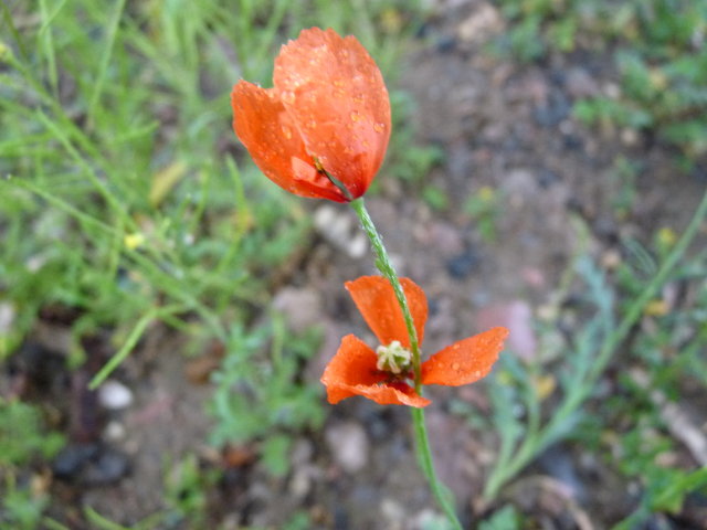 Coquelicot douteux - Papaver dubium