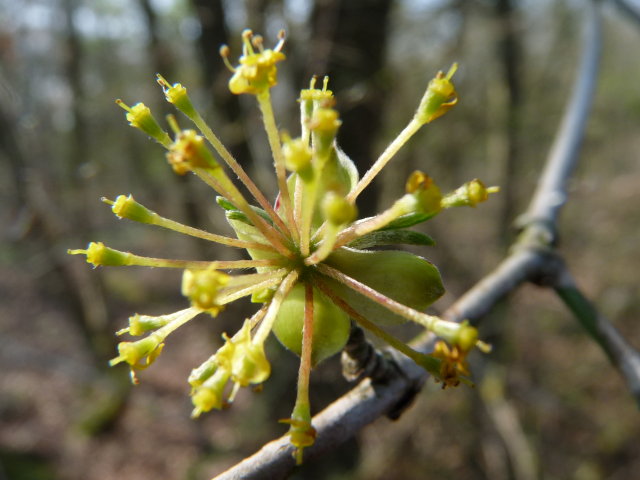 Cornouiller mâle - Cornus mas (2)