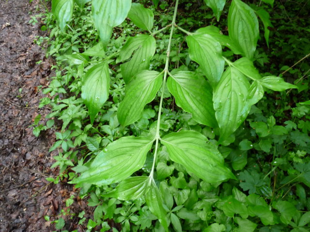 Cornouiller mâle - Cornus mas