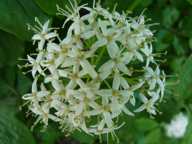 Cornouiller sanguin  - Cornus sanguinea