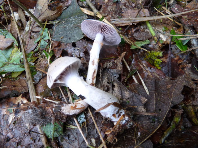 Cortinaire anormal - Cortinarius anomalus