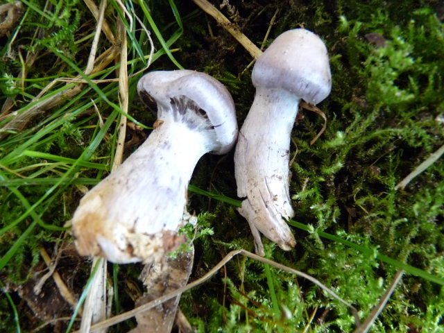 Cortinaire blanc-violet - Cortinarius alboviolaceus