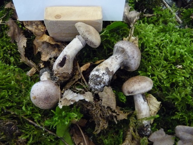 Cortinaire torve - Cortinarius torvus