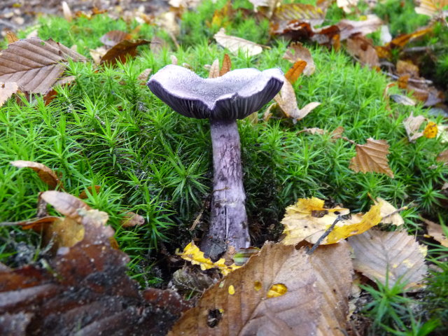 Cortinaire violet - Cortinarius violaceus