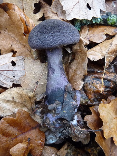 Cortinaire violet - Cortinarius violaceus (2)