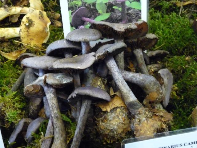 Cortinaire violet - Cortinarius violaceus (2)