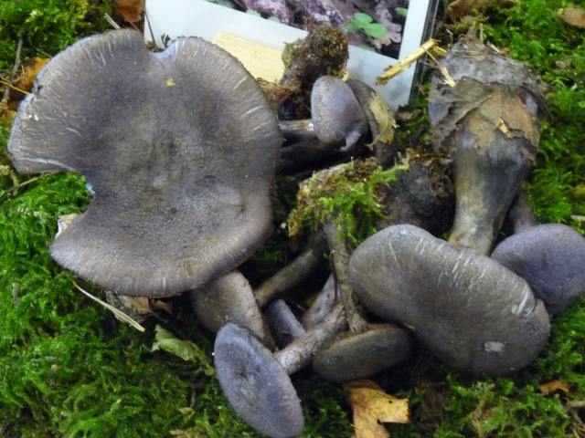 Cortinaire violet - Cortinarius violaceus (3)