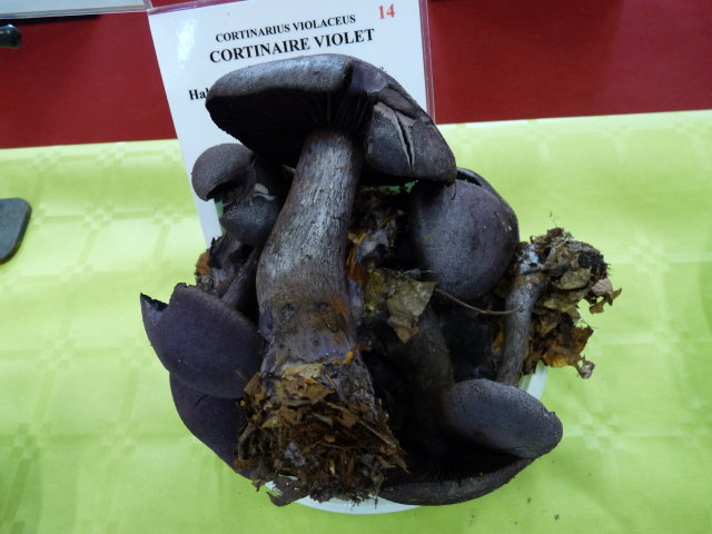 Cortinaire violet - Cortinarius violaceus