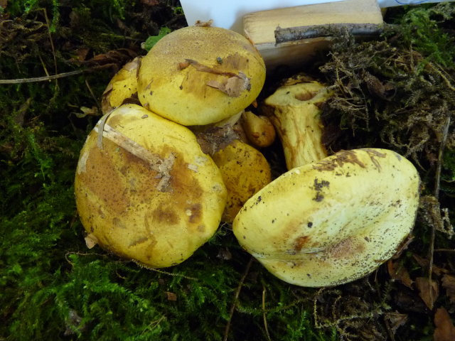 Cortinarius sulphureus