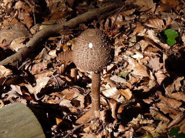 Coulemelle - Macrolepiota procera