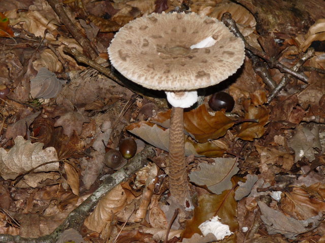 Coulemelle - Macrolepiota procera (2)