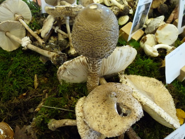 Coulemelle - Macrolepiota procera (2)