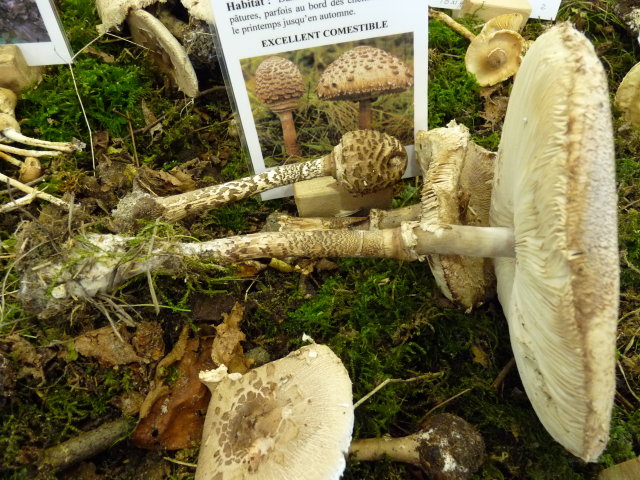 Coulemelle - Macrolepiota procera (3)