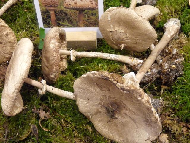 Coulemelle - Macrolepiota procera (4)