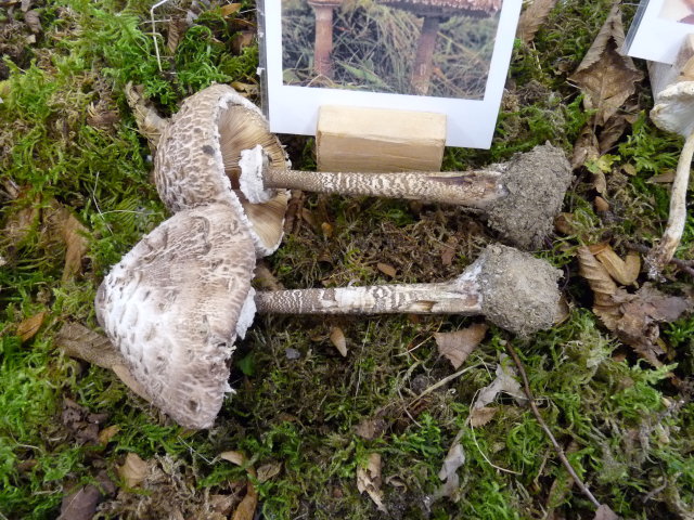 Coulemelle - Macrolepiota procera