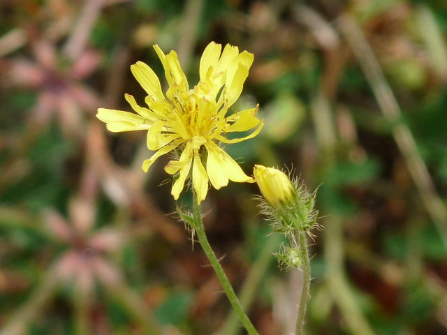 Crépide hérissée - Crepis setosa