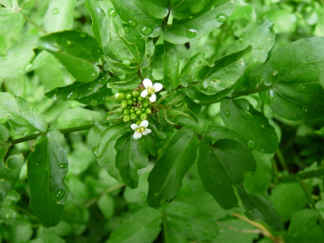 Cresson des fontaines - Nasturtium officinale (2)