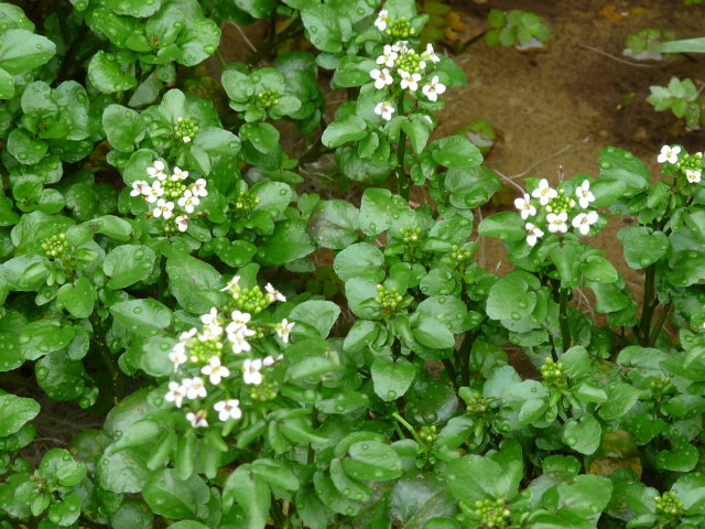 Cresson des fontaines - Nasturtium officinale (3)