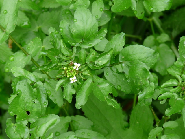 Cresson des fontaines - Nasturtium officinale