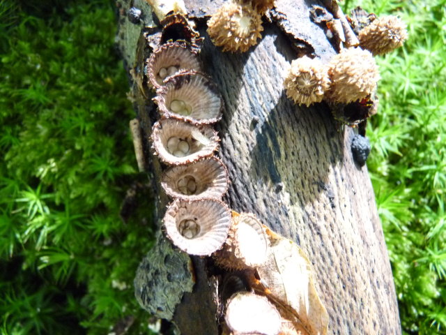 Cyathe strié - Cyathus striatus