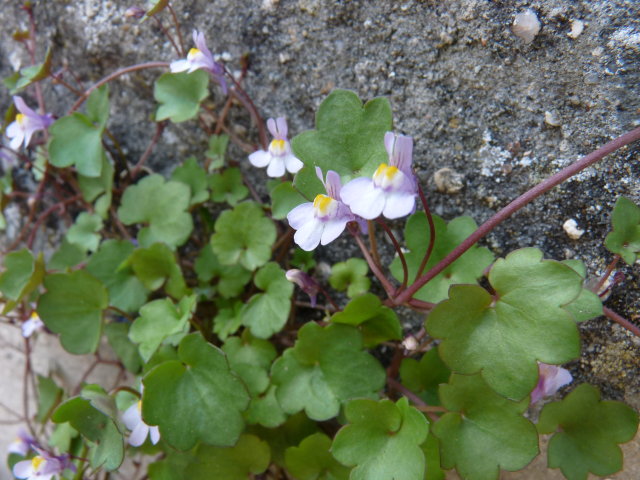 Cymbalaire des murs - Cymbalaria muralis