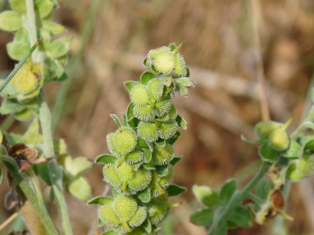 Cynoglosse officinale - Cynoglossum officinale