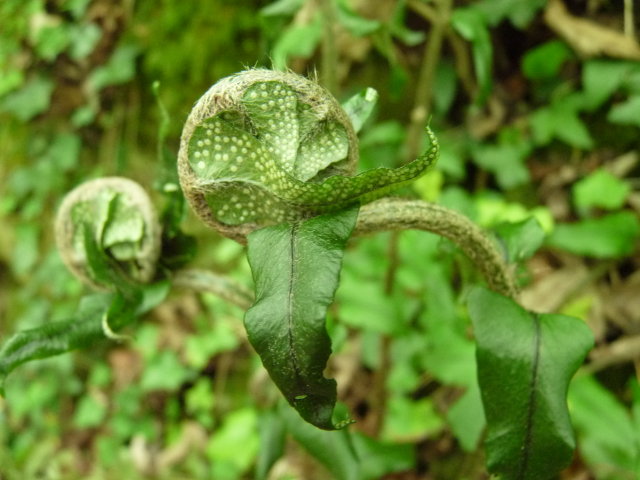 Cyrtomium de Fortune - Cyrtomium fortunei