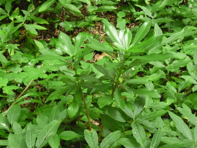 Daphné lauréole -  Daphne laureola  