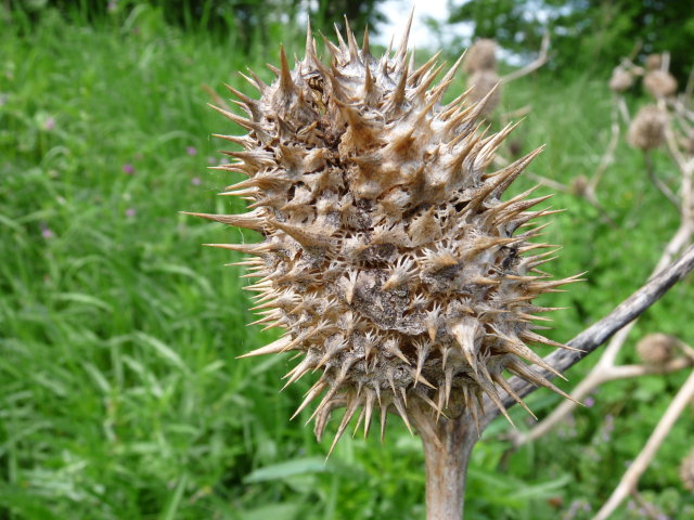 Datura - Datura stramonium