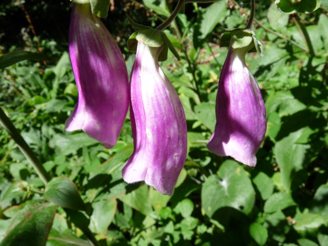 Digitale pourpre -Digitalis purpurea