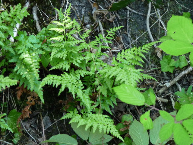 Doradille noire - Asplenium adiantum-nigrum