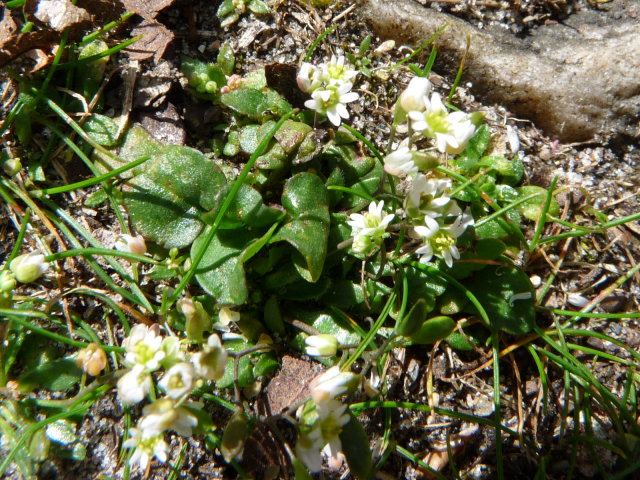 Drave printanière - Erophila verna